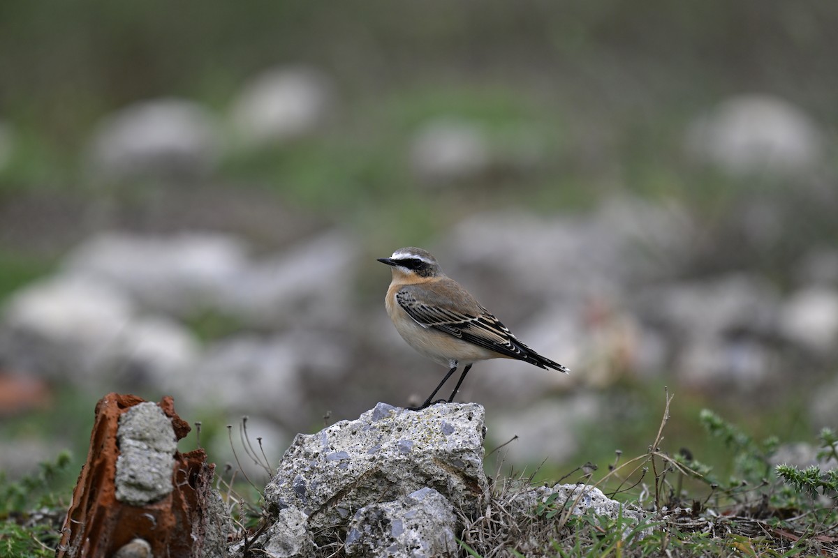 Northern Wheatear - ML627018943