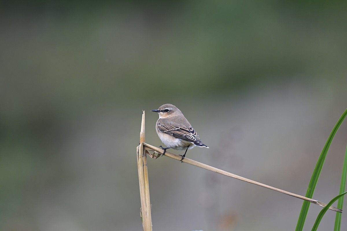 Northern Wheatear - ML627018944