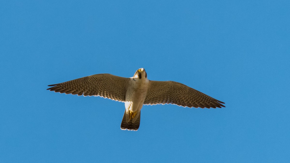 Peregrine Falcon - ML627018958