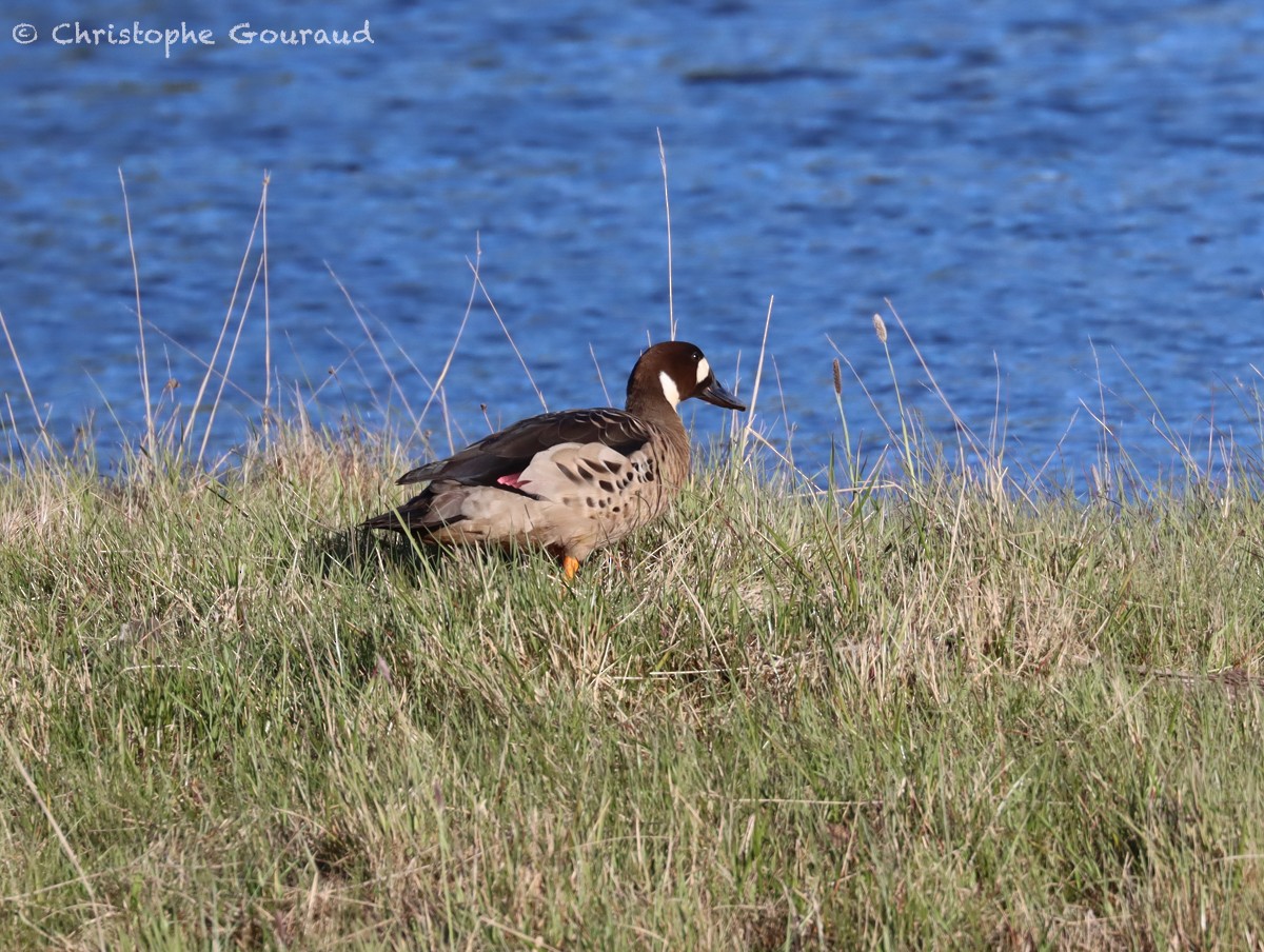 Spectacled Duck - ML627019177