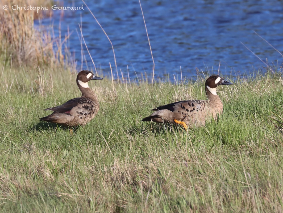 Spectacled Duck - ML627019178