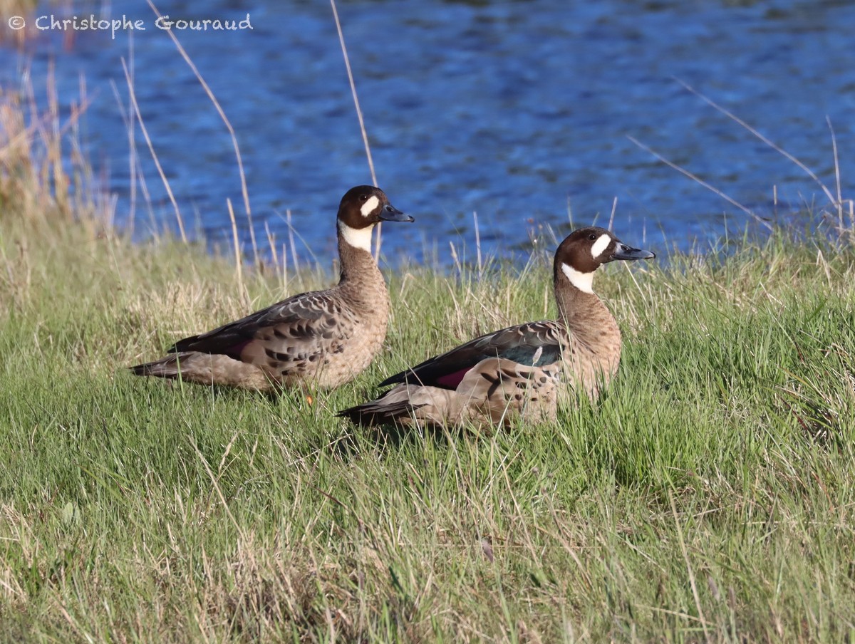 Spectacled Duck - ML627019179