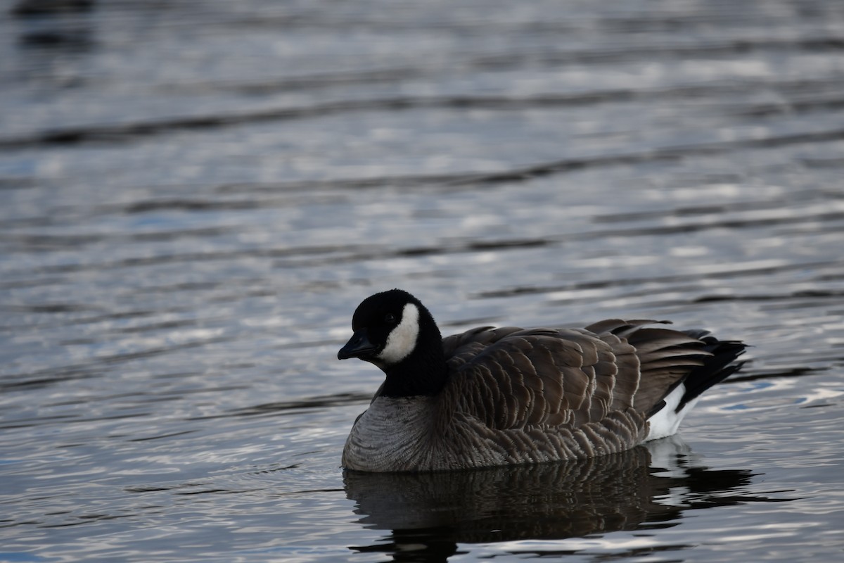 Cackling Goose - ML627019286