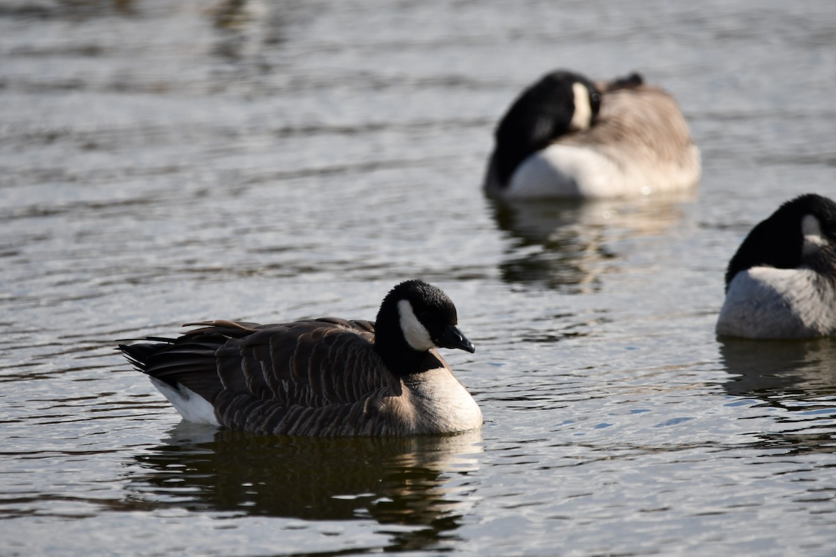 Cackling Goose - ML627019287