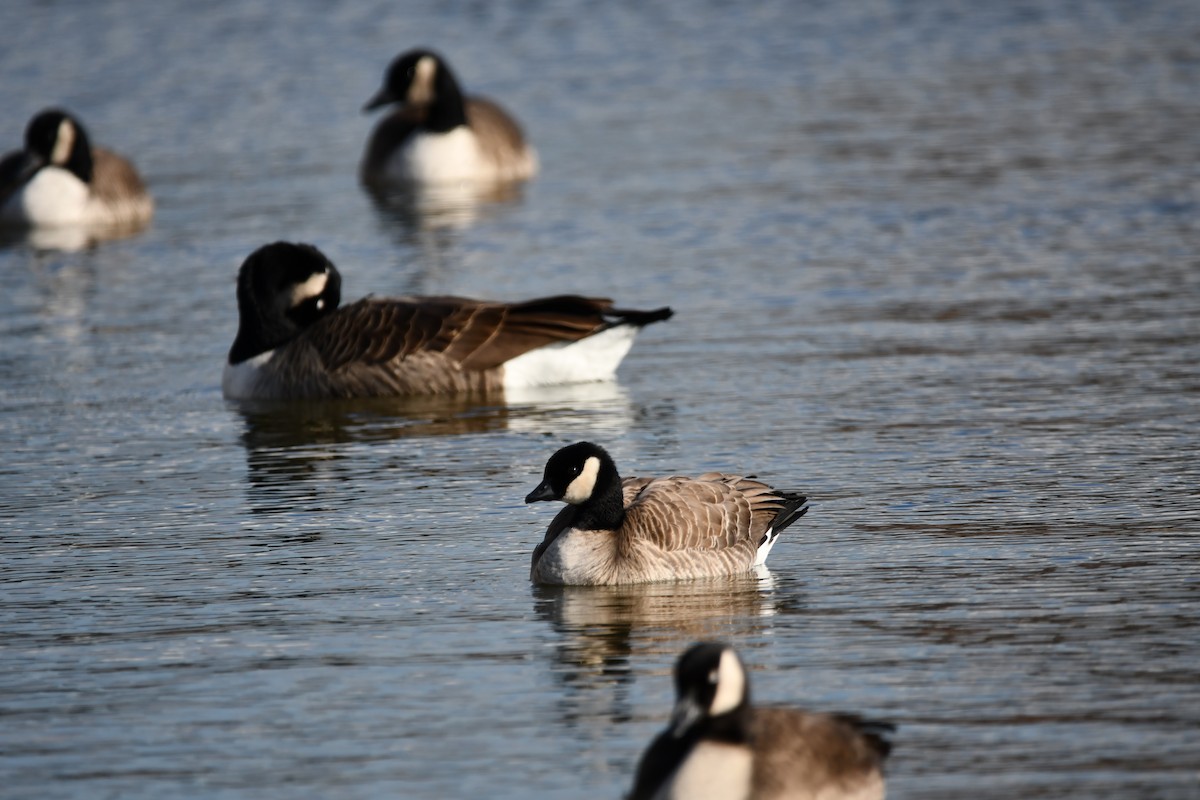 Cackling Goose - ML627019288