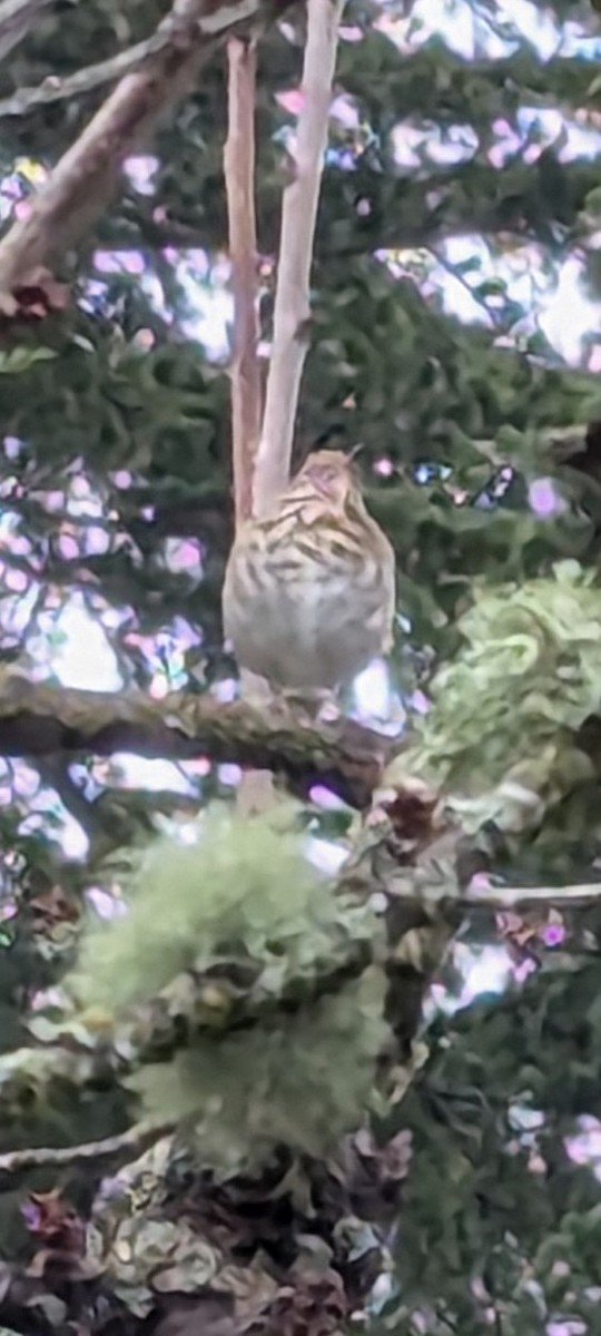Hermit Thrush - ML627019352