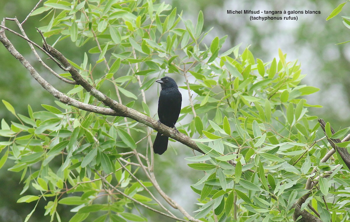White-lined Tanager - ML627019369