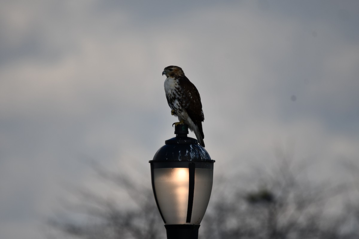 Red-tailed Hawk - ML627019470