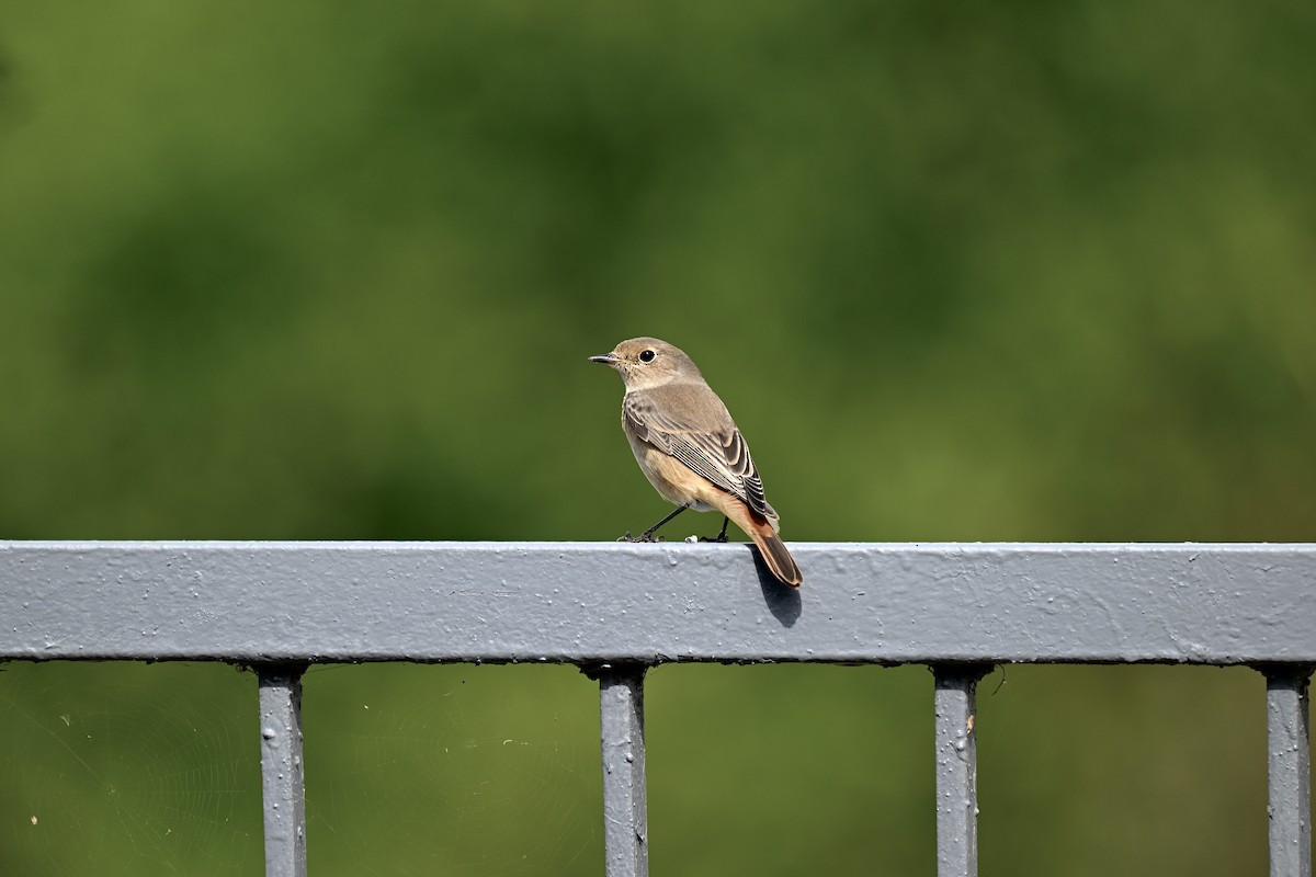 Common Redstart - ML627019619