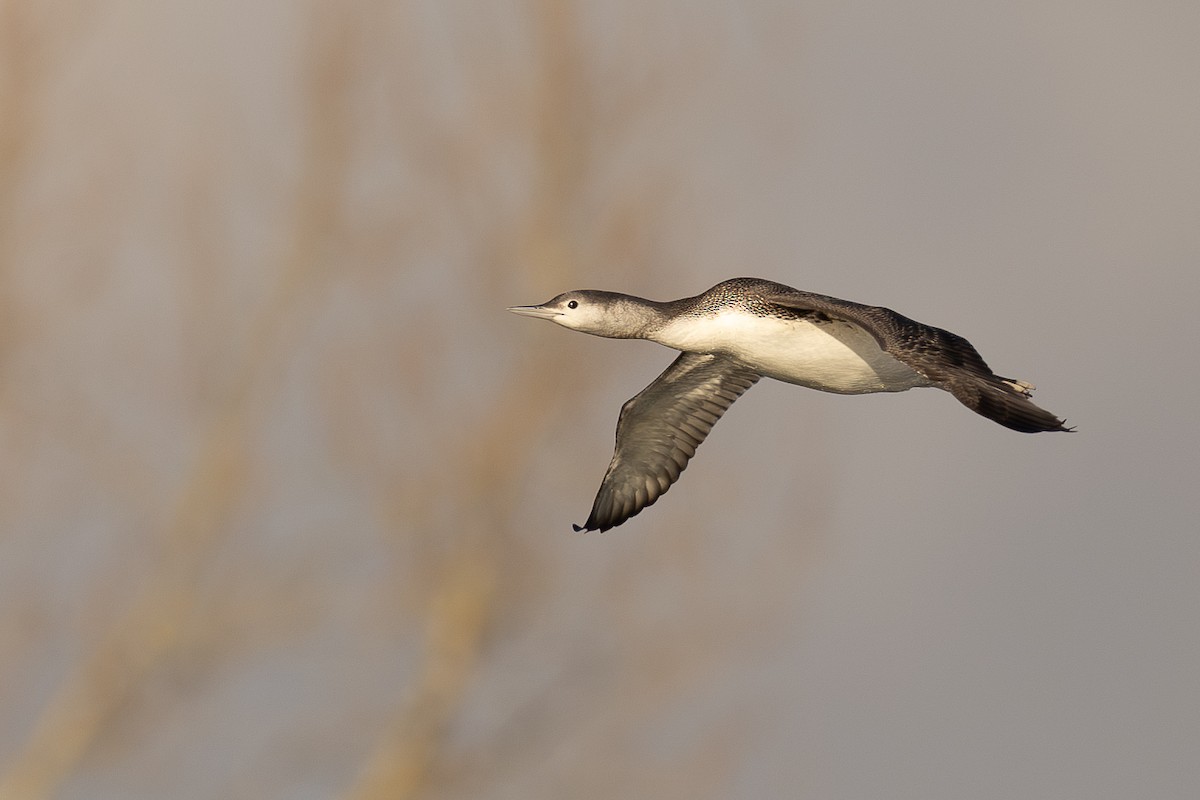 Red-throated Loon - ML627019784