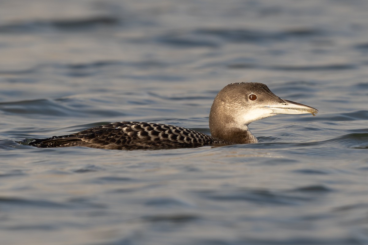 Common Loon - ML627019789