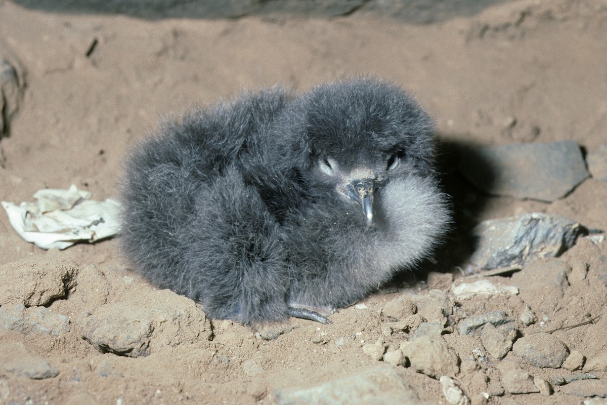 Boyd's Shearwater - ML627020247