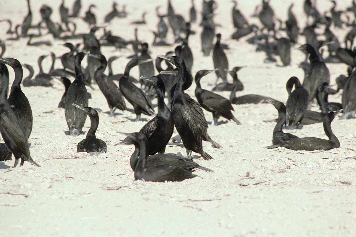 Cormoran de Socotra - ML627020292