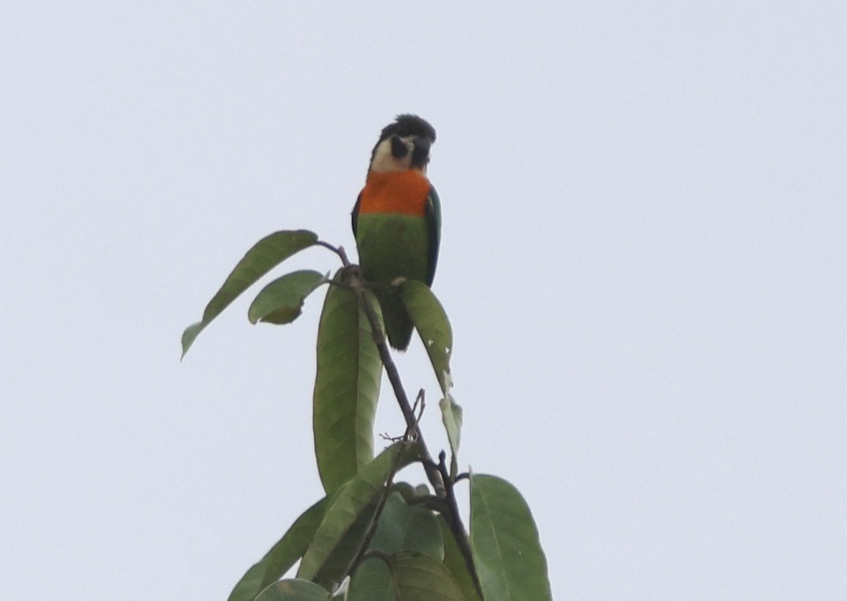 Dusky-cheeked Fig-Parrot - ML627020312