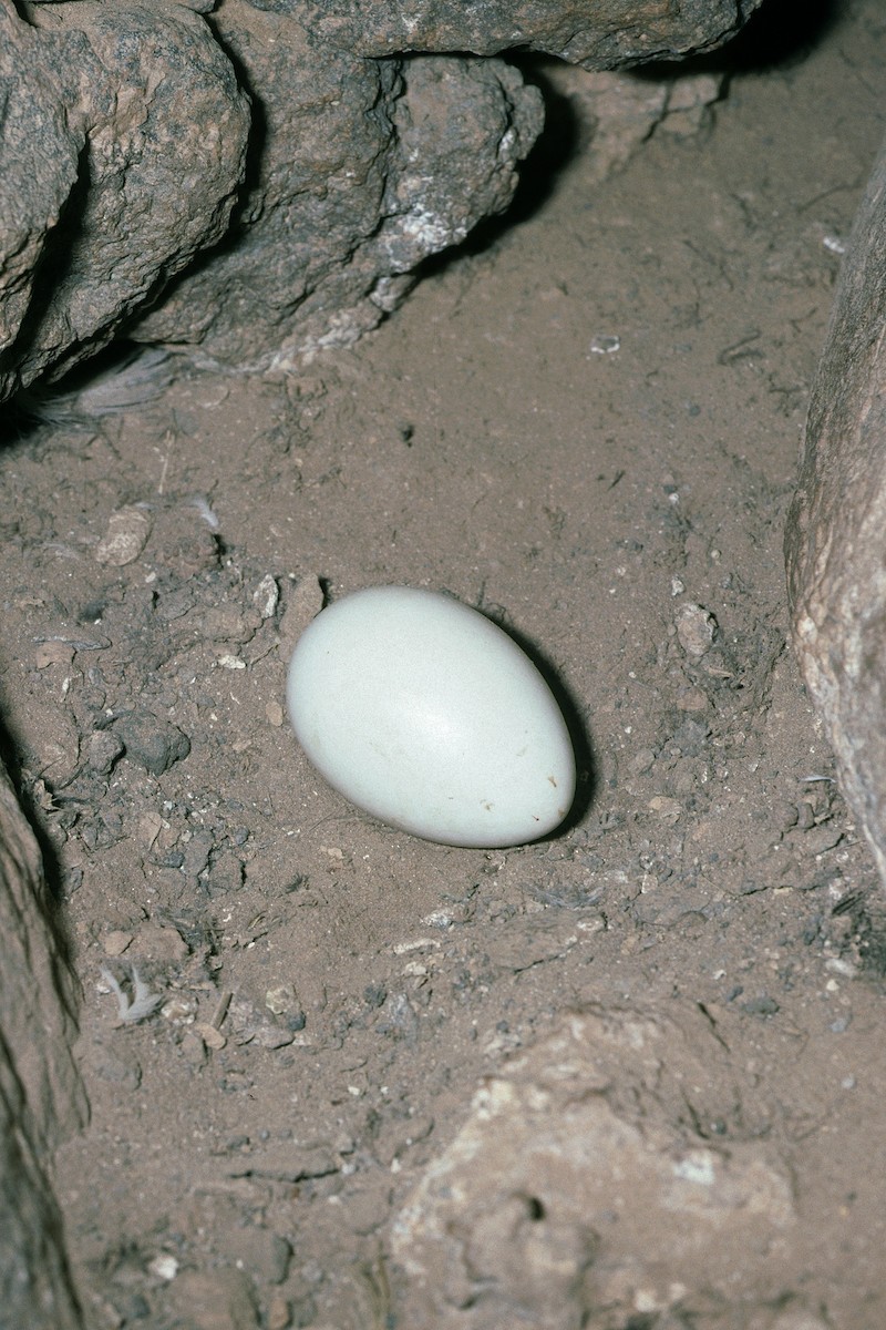 Boyd's Shearwater - ML627020388
