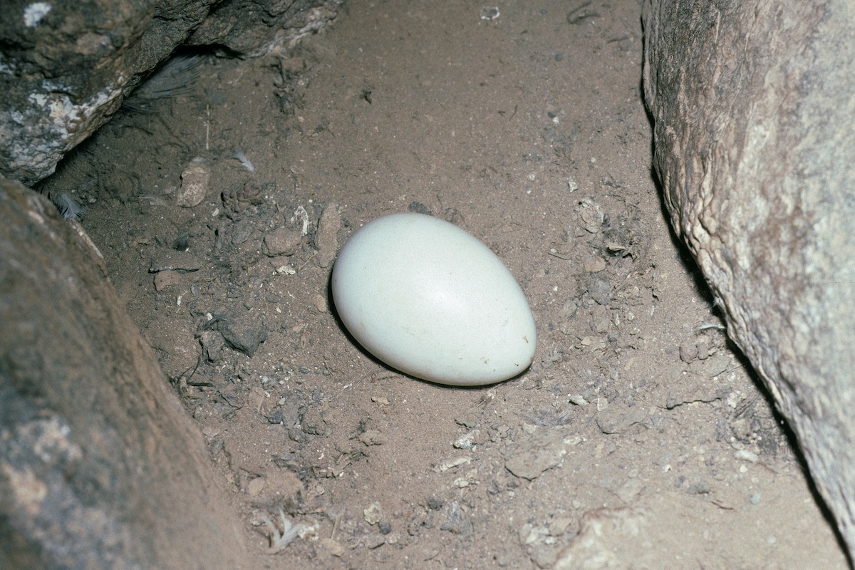 Boyd's Shearwater - ML627020400