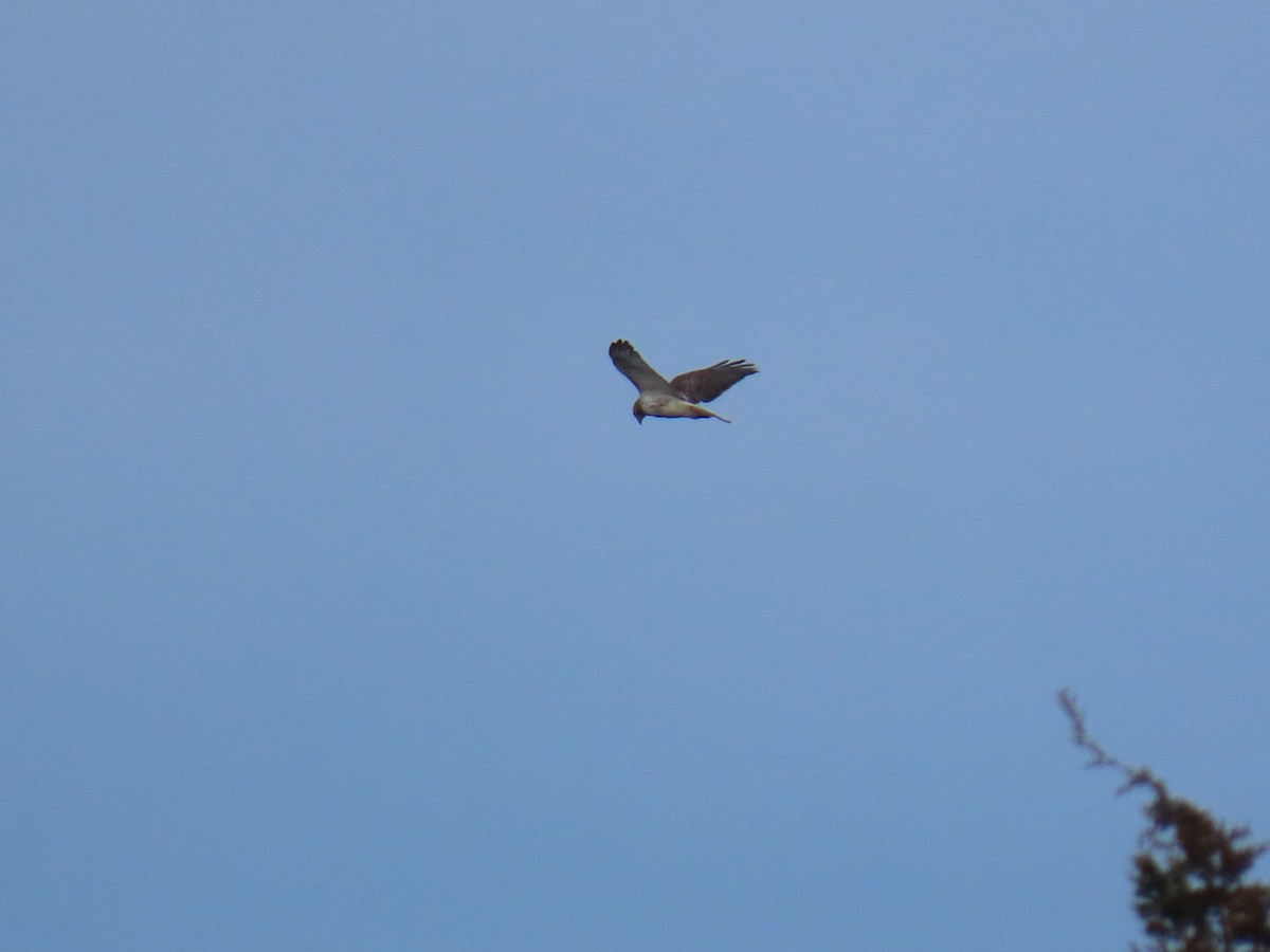 Northern Harrier - ML627020404