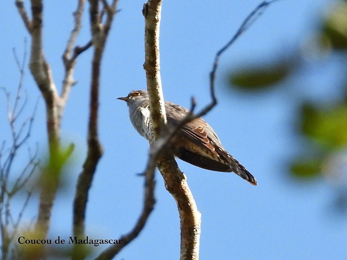 Madagascar Cuckoo - ML627020412