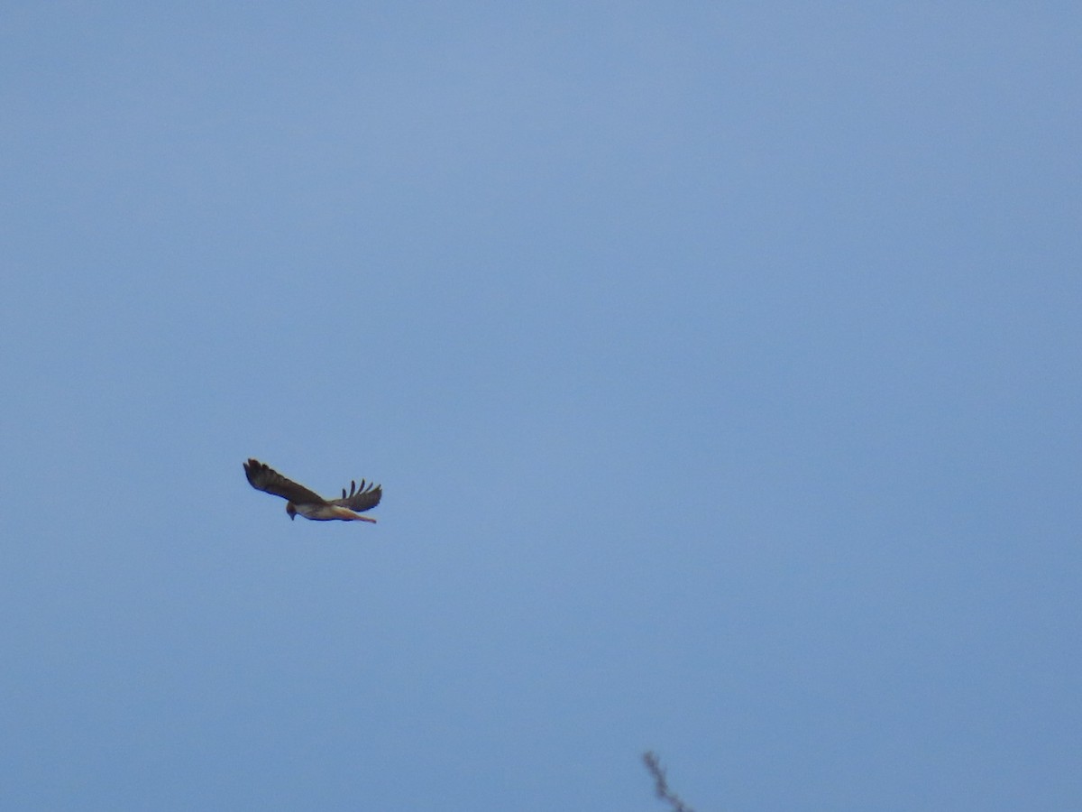 Northern Harrier - ML627020414