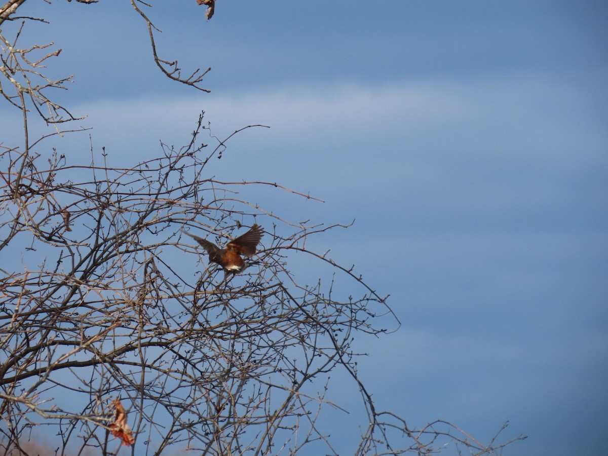 American Robin - ML627020457