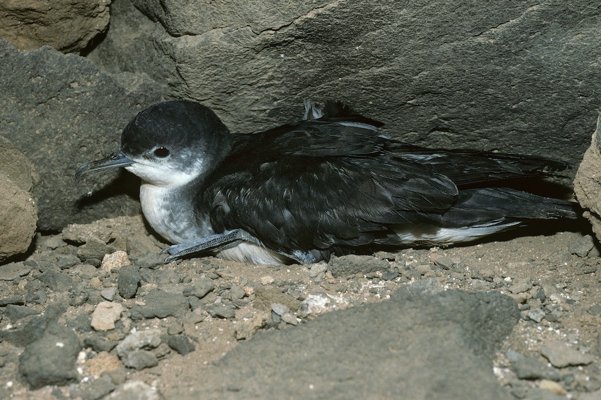Boyd's Shearwater - ML627020506