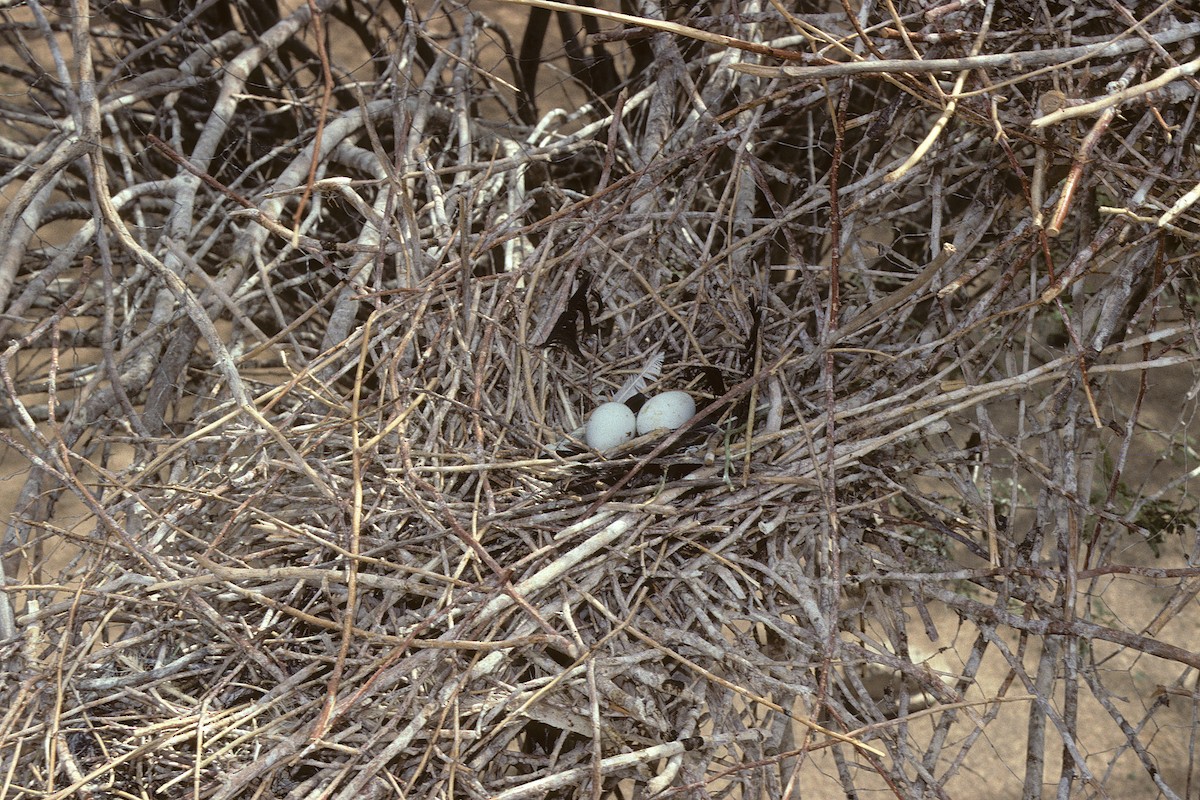 African Sacred Ibis - ML627020520