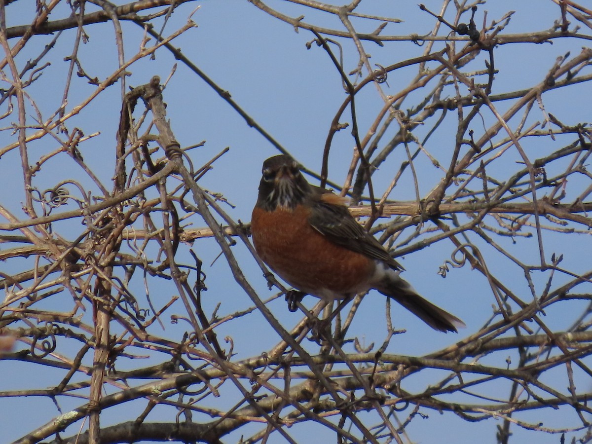 American Robin - ML627020563