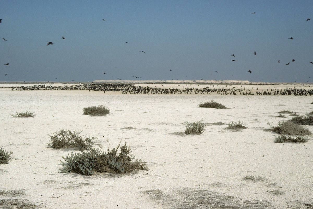 Cormoran de Socotra - ML627020628