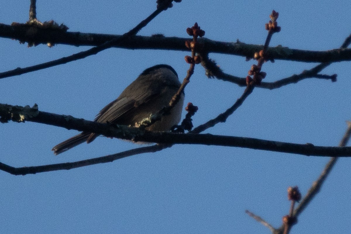 Carolina/Black-capped Chickadee - ML627020640