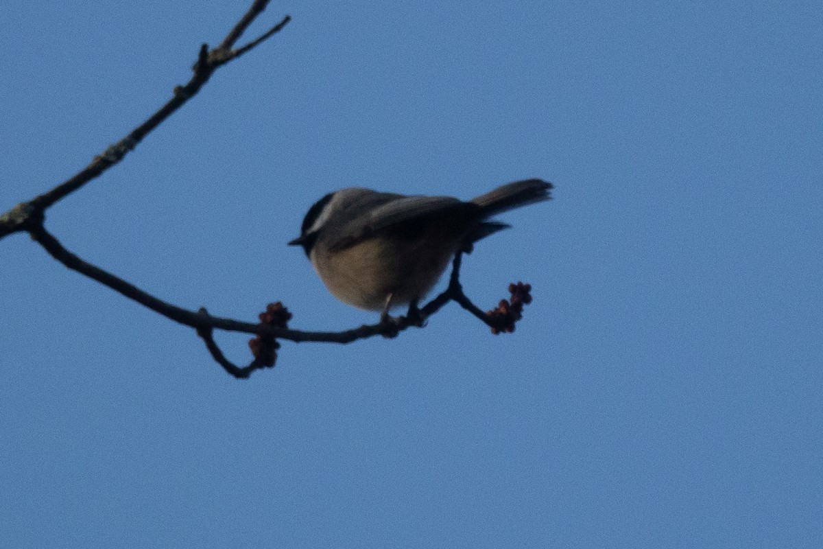 Carolina/Black-capped Chickadee - ML627020643