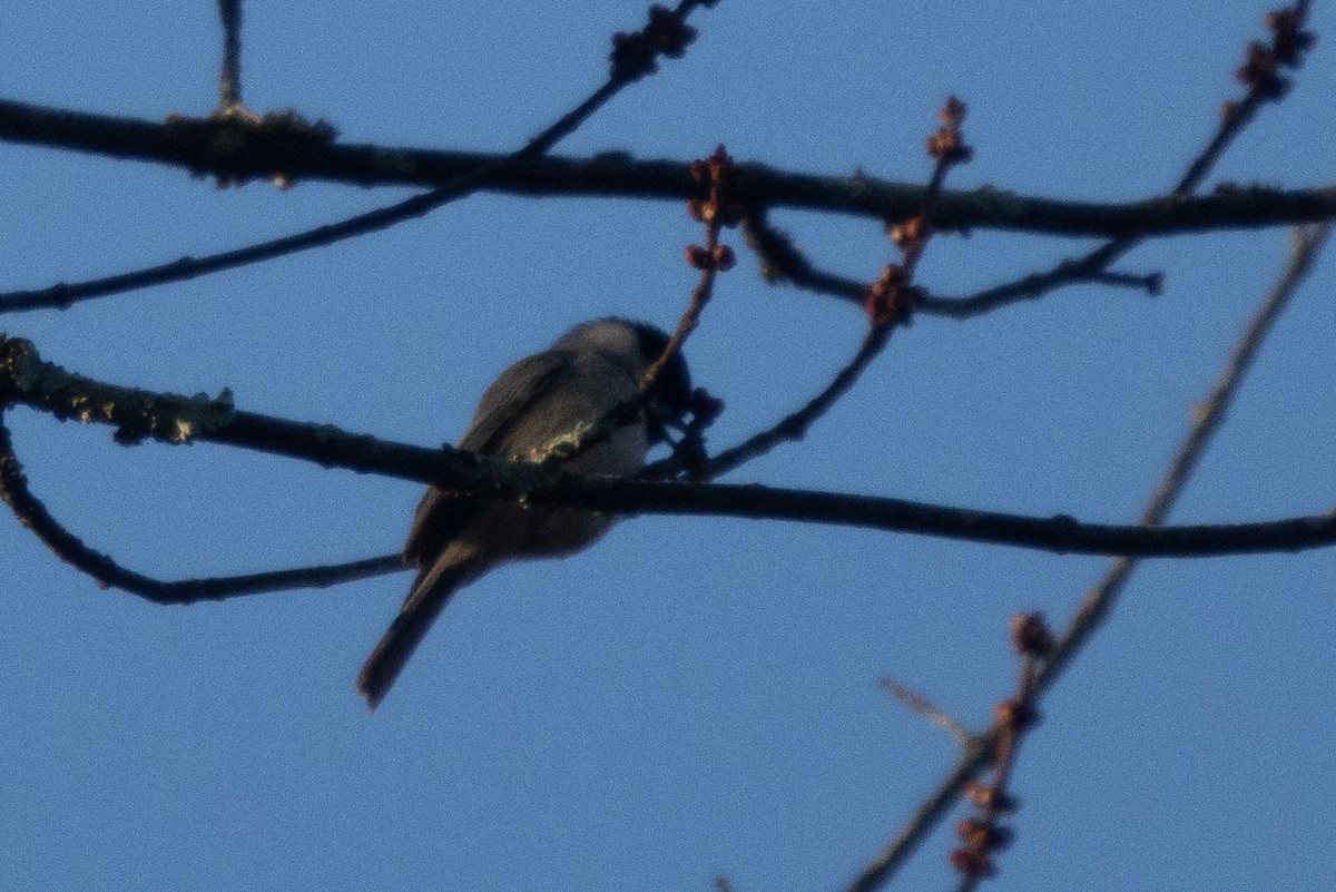 Carolina/Black-capped Chickadee - ML627020647