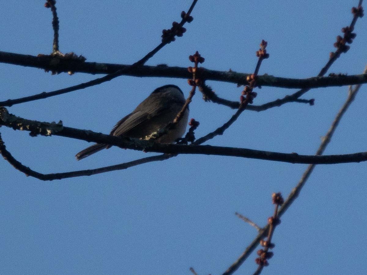 Carolina/Black-capped Chickadee - ML627020656