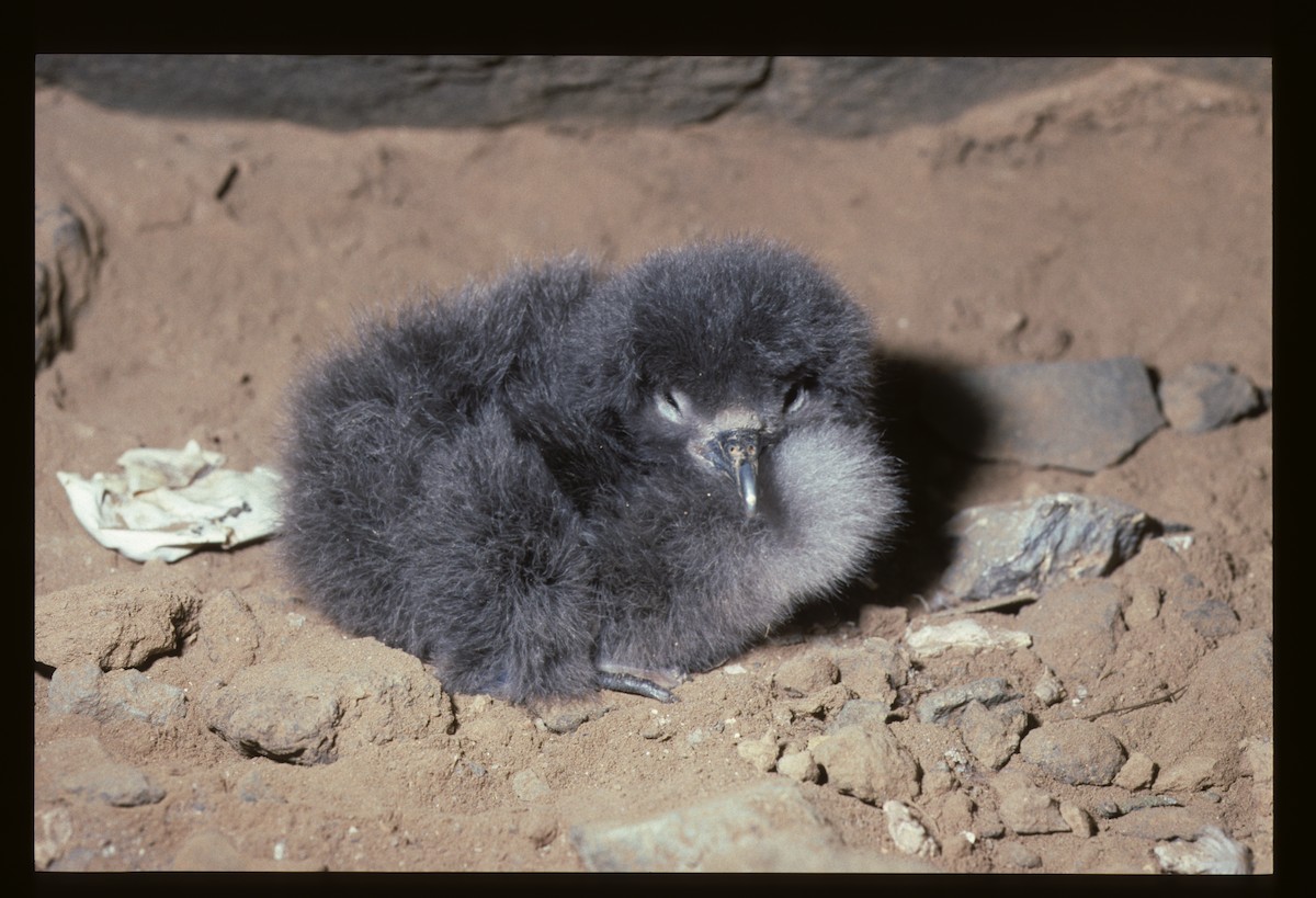 Boyd's Shearwater - ML627020676