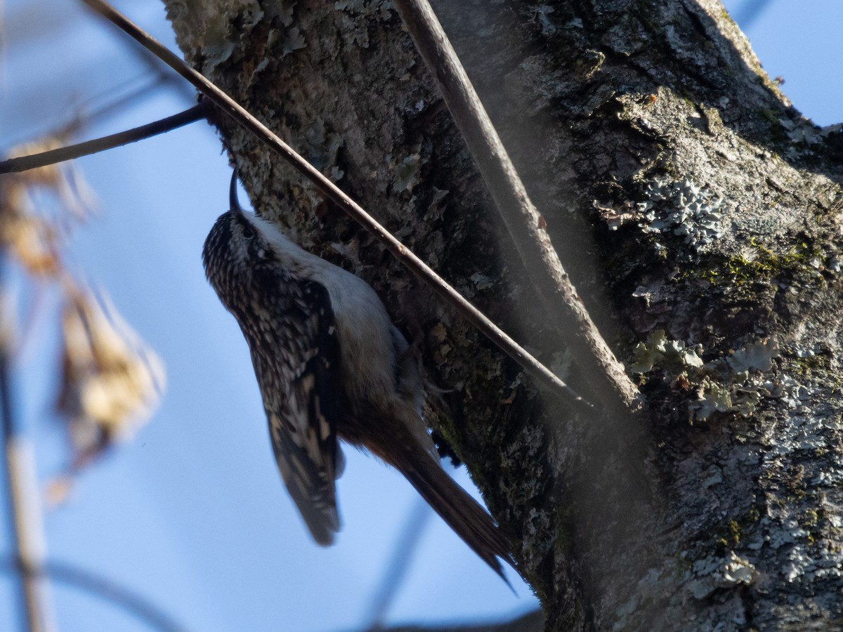 Brown Creeper - ML627020690