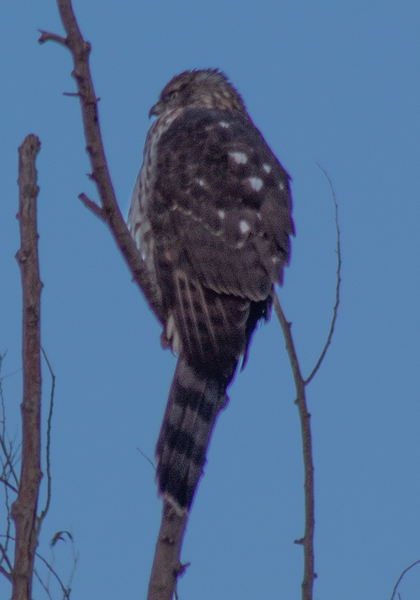 Cooper's Hawk - ML627020691