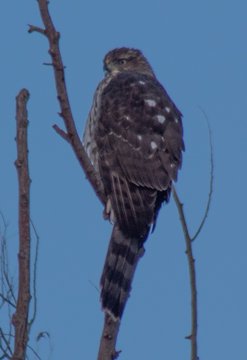 Cooper's Hawk - ML627020692