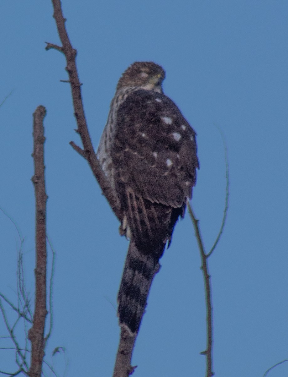 Cooper's Hawk - ML627020693