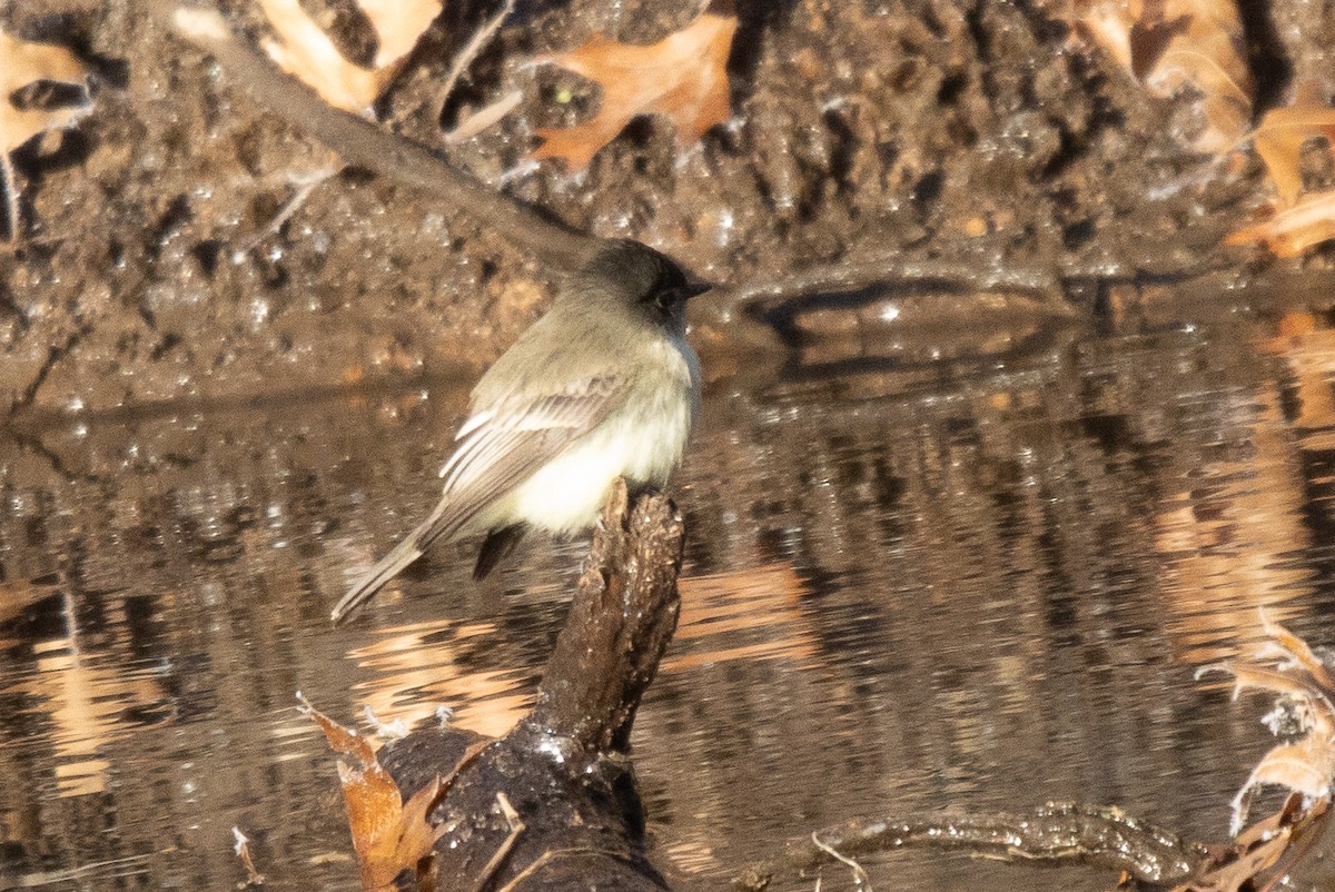 Eastern Phoebe - ML627020694