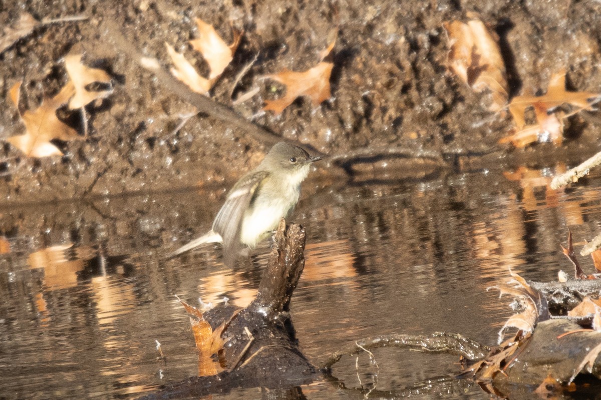 Eastern Phoebe - ML627020695