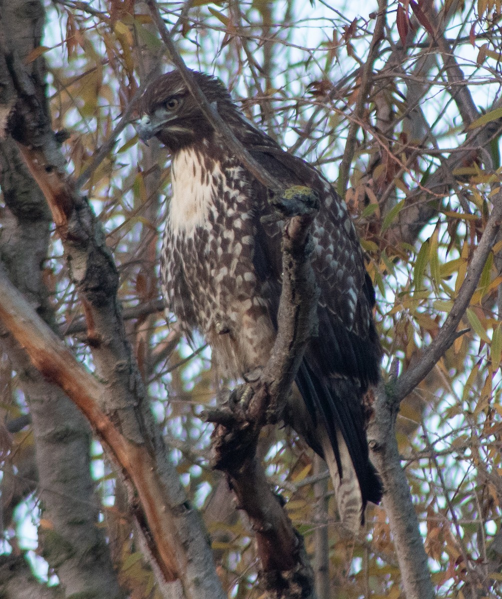 Red-tailed Hawk - ML627020699