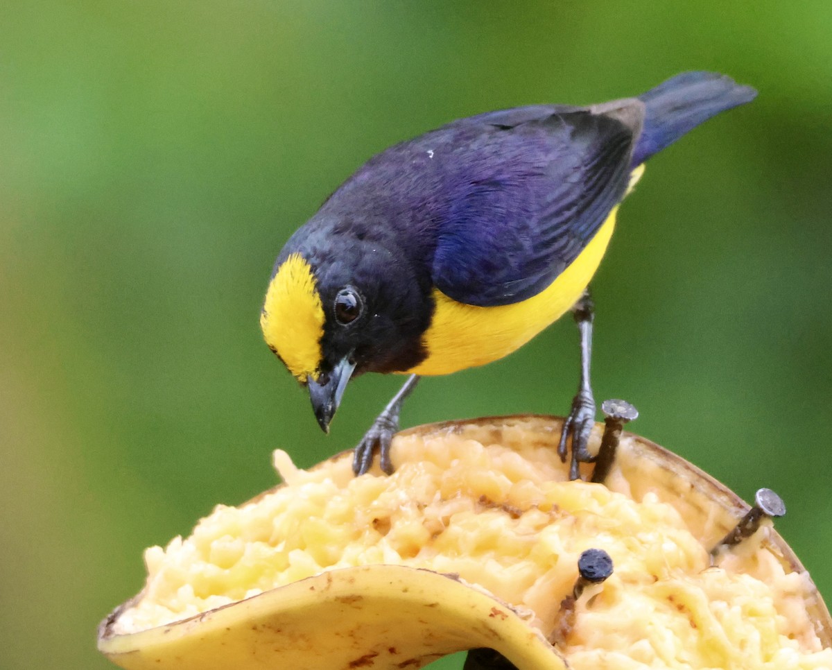 Orange-bellied Euphonia - ML627020700