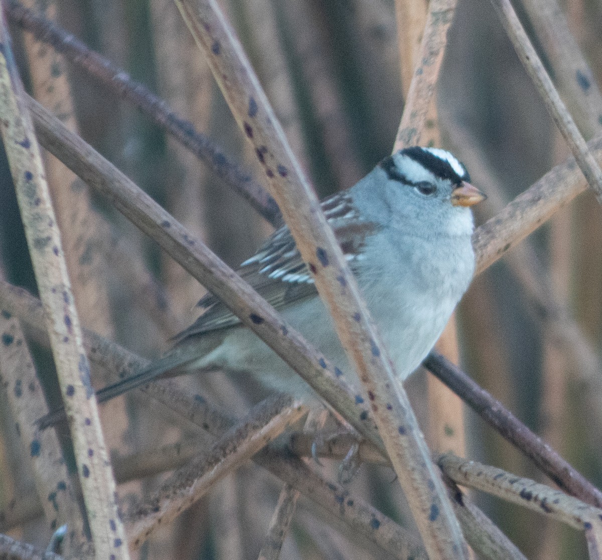 White-crowned Sparrow - ML627020703