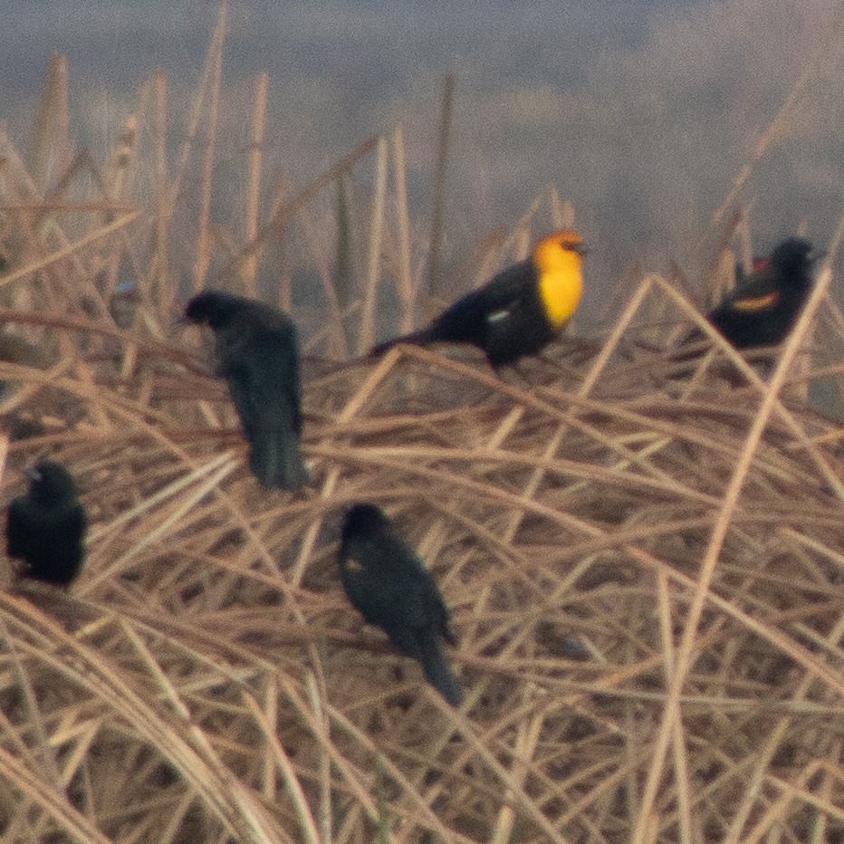 Yellow-headed Blackbird - ML627020707