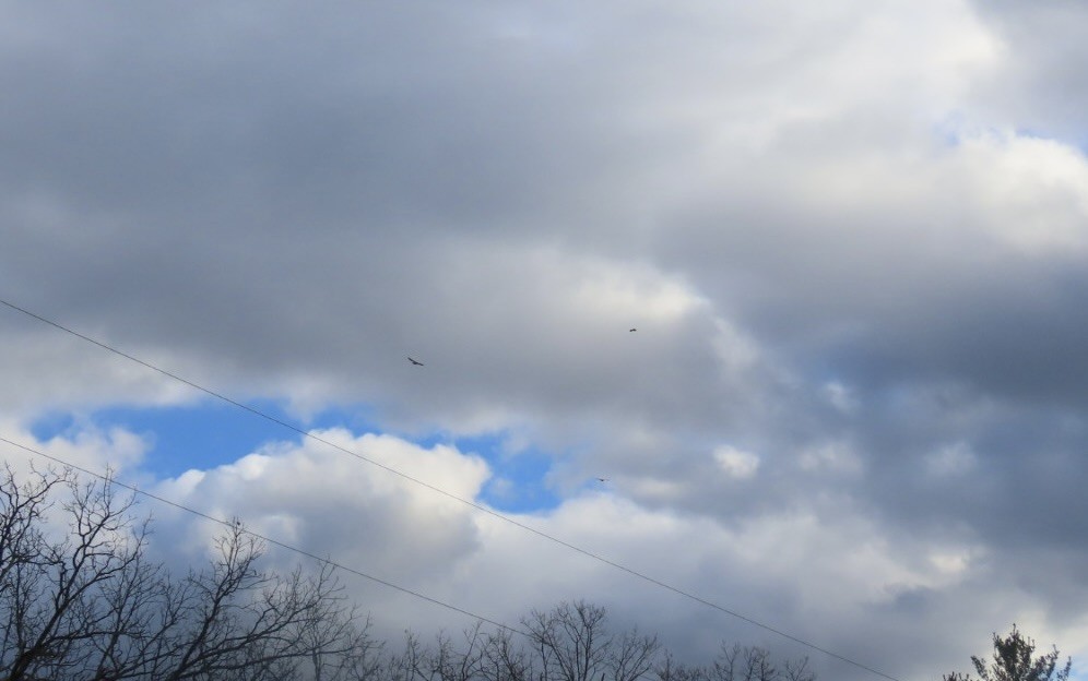 Red-tailed Hawk - ML627020726