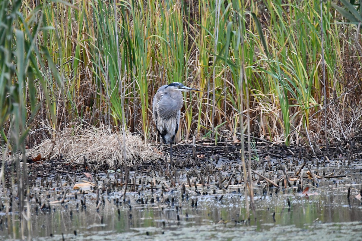 Great Blue Heron - ML627020831