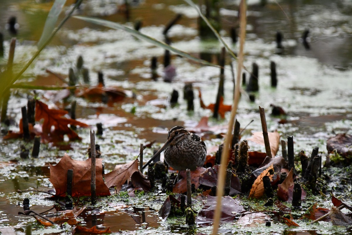 Wilson's Snipe - ML627020955