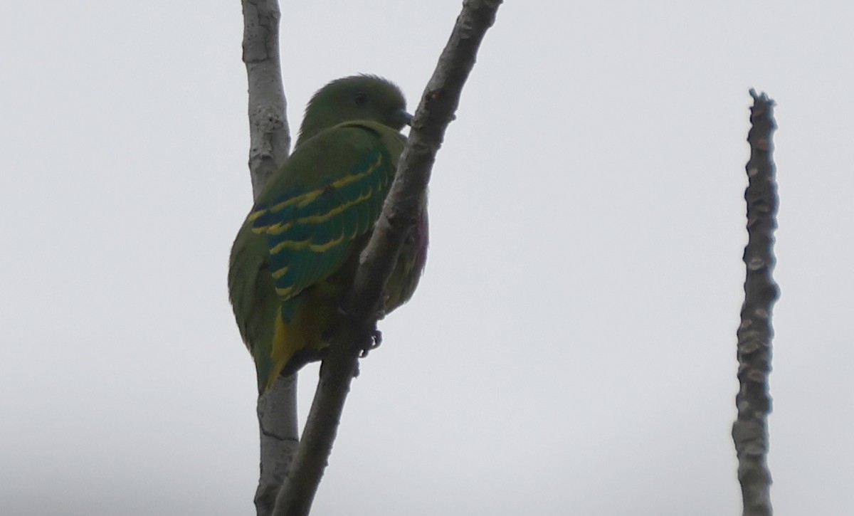 Dwarf Fruit-Dove - ML627020971