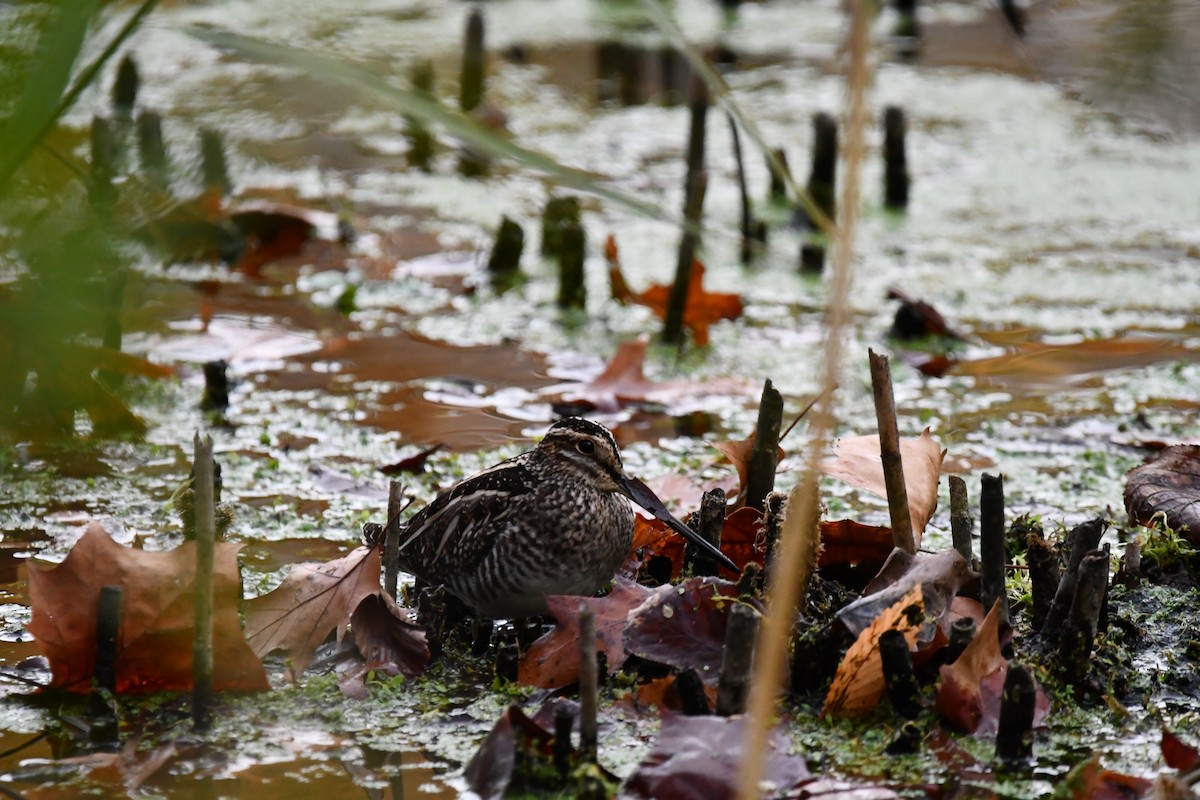 Wilson's Snipe - ML627020986