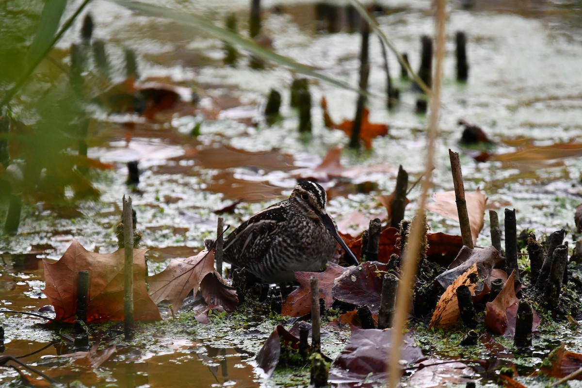 Wilson's Snipe - ML627020987
