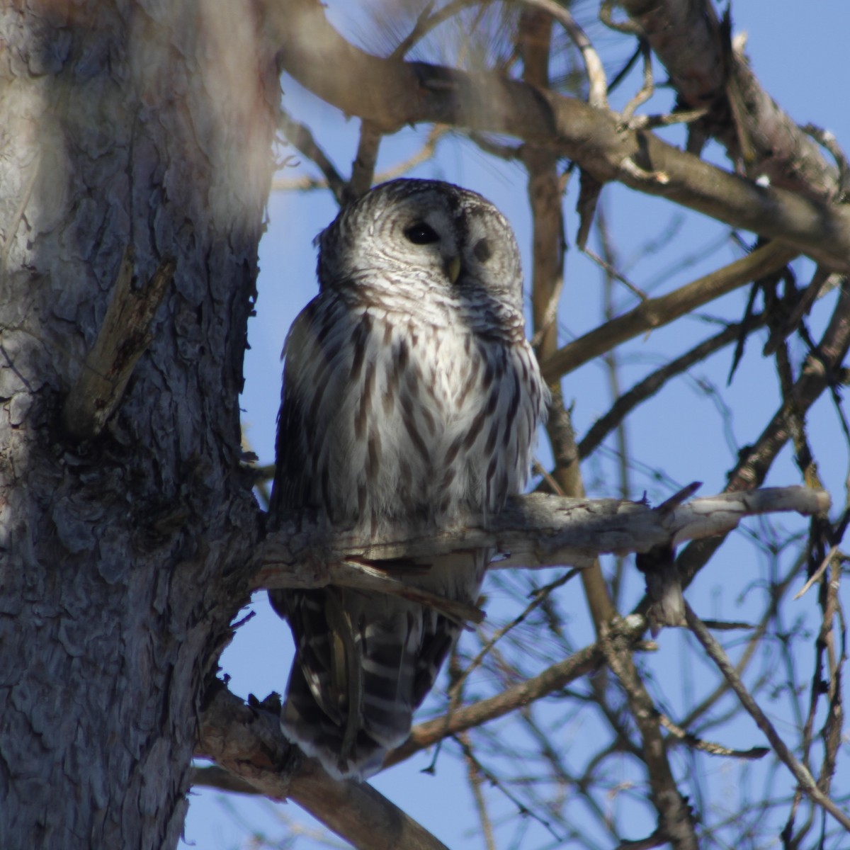 Barred Owl - ML627021031